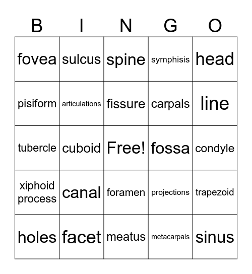 Skeletal Bone Features Bingo Card