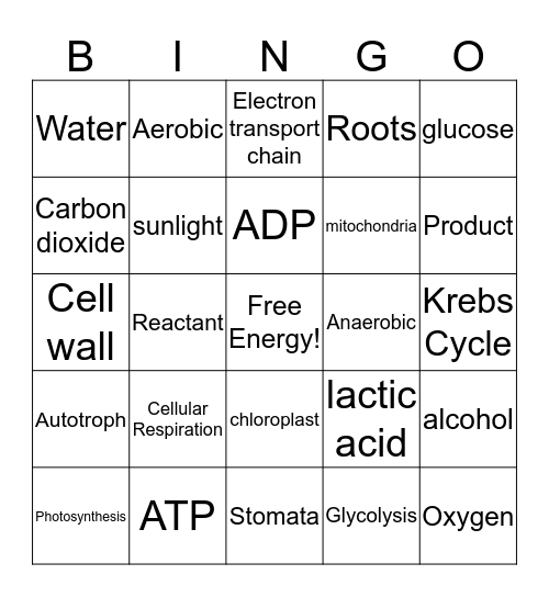 Photosynthesis and Cellular Respiration! Bingo Card