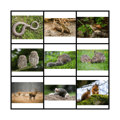 FOREST- animals Bingo Card