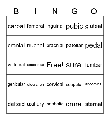 Body Regions Bingo Card