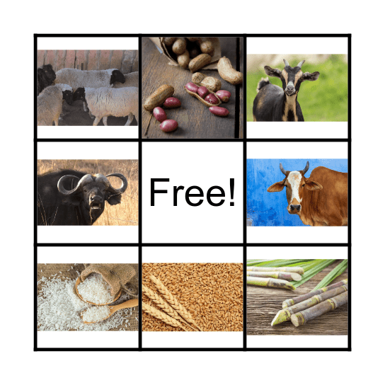 India's Plant and Animal Bingo Card