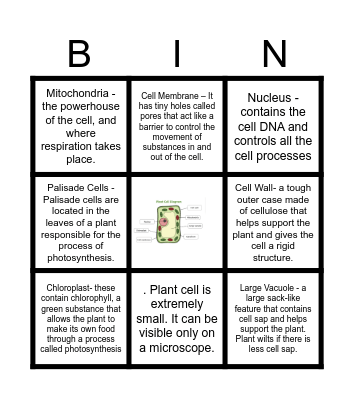 Parts of Plant Cell Bingo Card
