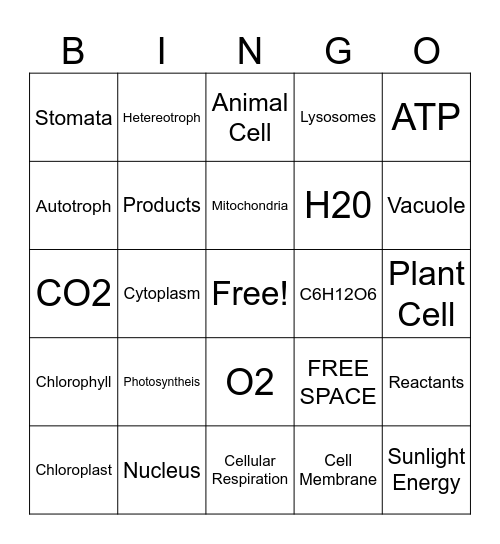 Photosynthesis and Cellular Respiration Bingo Card