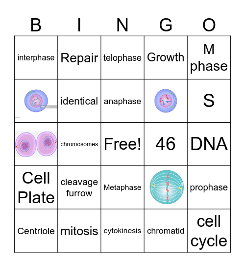 Cell Cycle and Mitosis Bingo Card
