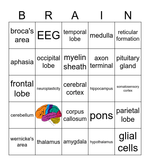 parts of the brain Bingo Card