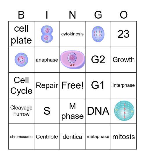 Cell Cycle and Mitosis Bingo Card