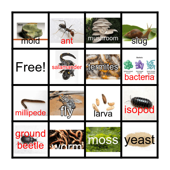 Decomposer Bingo Card