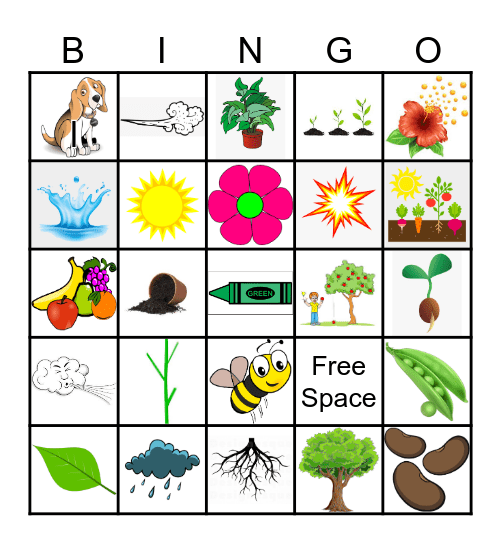 Plants Bingo Card