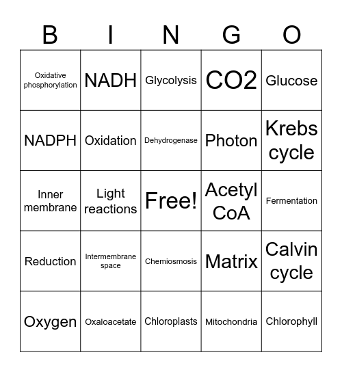 Respiration & Photosynthesis Bingo Card
