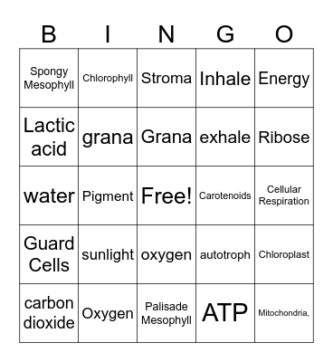 Photosynthesis and Cellular Respiration Bingo Card