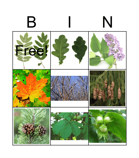 Puud ja põõsad Bingo Card