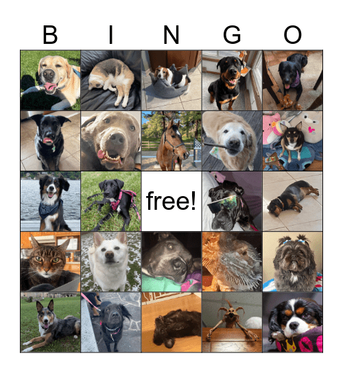 ANIMAL LIFELINE CLUB!! Bingo Card