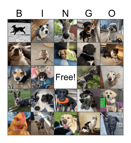 ANIMAL LIFELINE CLUB #2 Bingo Card