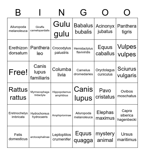 Latin Animal Name Bingo Round 2 Bingo Card