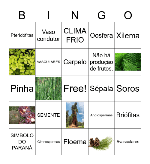 REINO PLANTAE Bingo Card