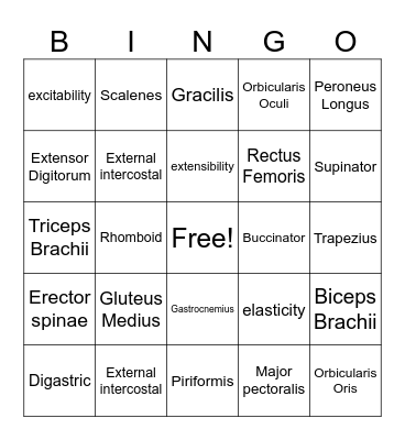 Muscular System Bingo Card