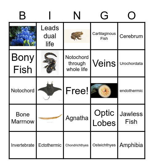 Phylum Chordata Bingo Card