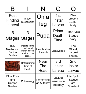 Forensic Entomology Bingo Card