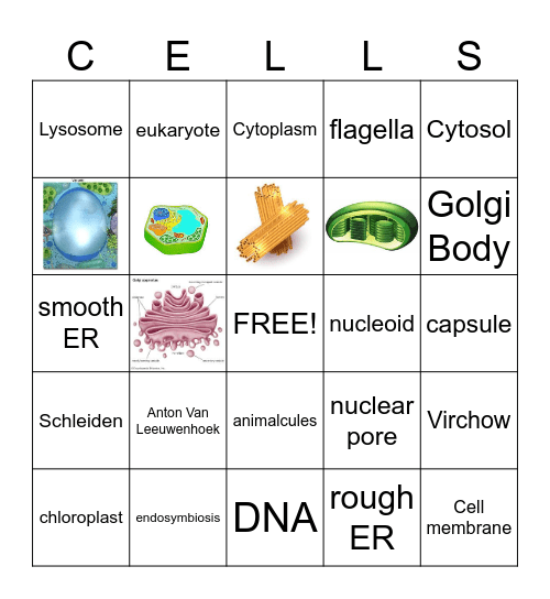 Mosley Cells Bingo Card