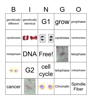 Mitosis Bingo Card