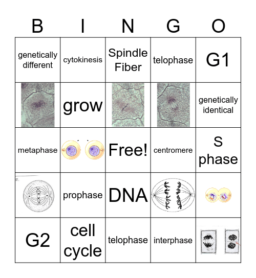 Mitosis Bingo Card