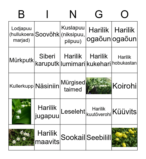 Mürgised taimed Bingo Card