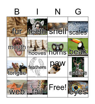 Features of animals Bingo Card