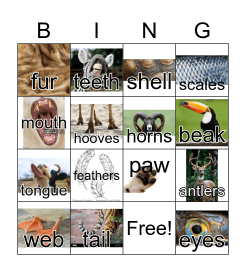 Features of animals Bingo Card