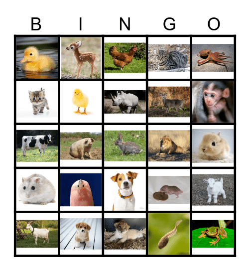 Baby Animals and Adult Animals Bingo Card