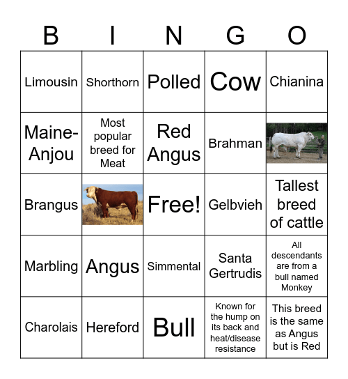 Beef Breed Bingo Card