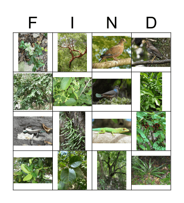 MNT-Pipers Lot Nature Trail Bingo Card