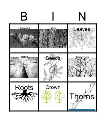 Parts of a tree Bingo Card