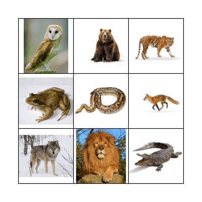 Animals Bingo Card