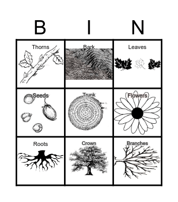 Plant Structures Bingo Card