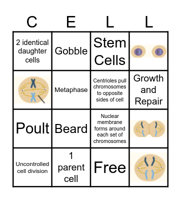 Mitosis Bingo Card