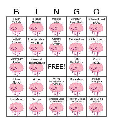 Brain & Spinal Cord! Card #6 Bingo Card