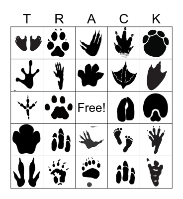 Animal Tracks! Bingo Card