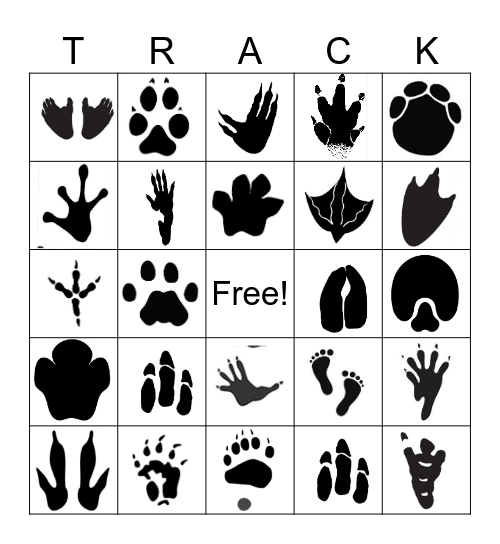 Animal Tracks! Bingo Card