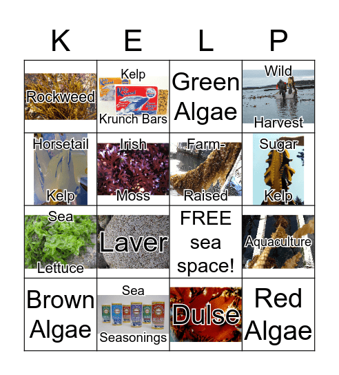 MAINE SEAWEEDS Bingo Card