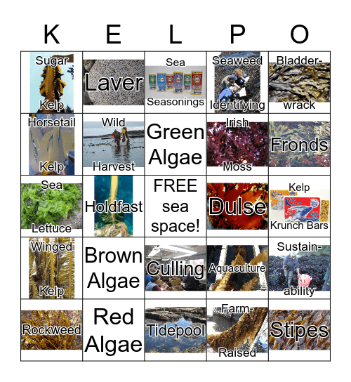 MAINE SEAWEEDS Bingo Card