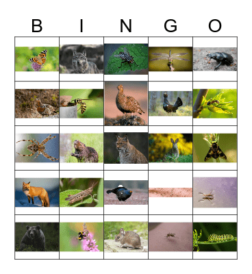 KRYTYR I RAISĘ Bingo Card