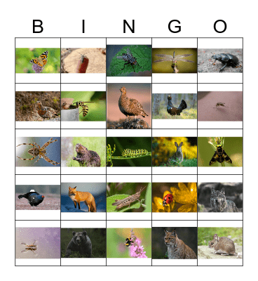 KRYTYR I RAISĘ Bingo Card