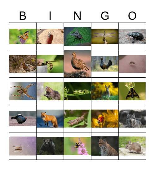 KRYTYR I RAISĘ Bingo Card