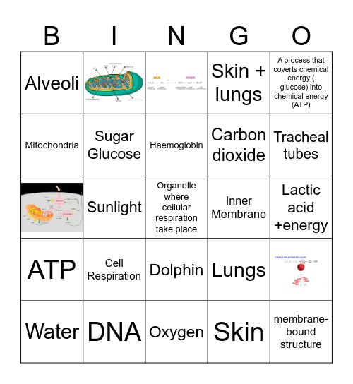Breathing and Respiration in organisms Bingo Card