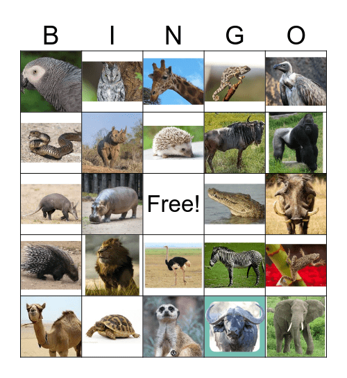 AFRICAN ANIMALS Bingo Card