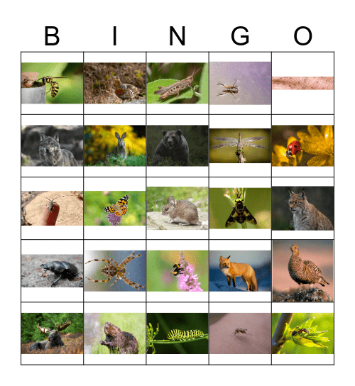 KRYTYR I RAISĘ Bingo Card