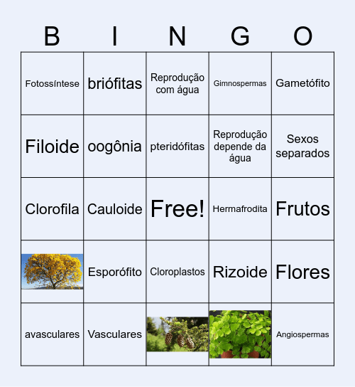 Revisão - Plantas Bingo Card