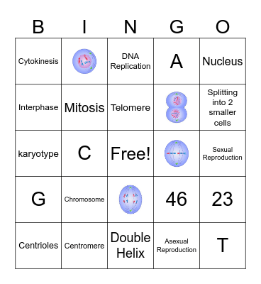 Mitosis Bingo Card