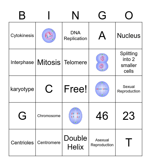 Mitosis Bingo Card