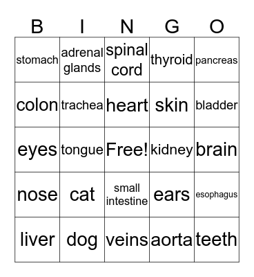 Anatomy Bingo Card